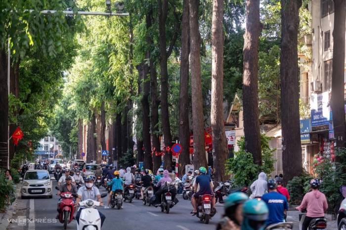 Hàng cây sao đen có độ tuổi hàng trăm năm trên phố Lò Đúc. Ảnh: Thế Bằng