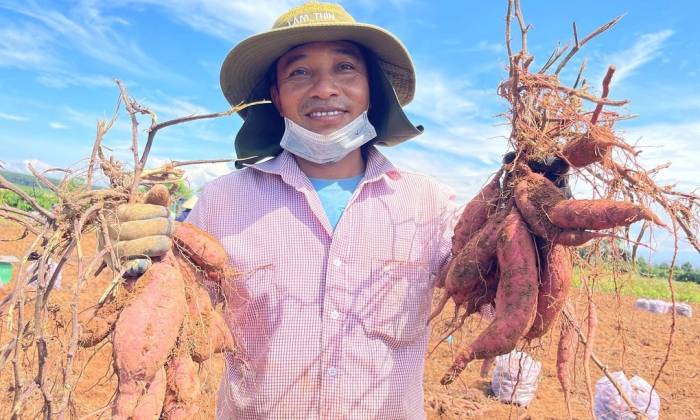 Khoai lang được thu hoạch tại vườn của nông dân ở xã Đăk Hà, Quảng Ngãi. Ảnh: Thi Hà