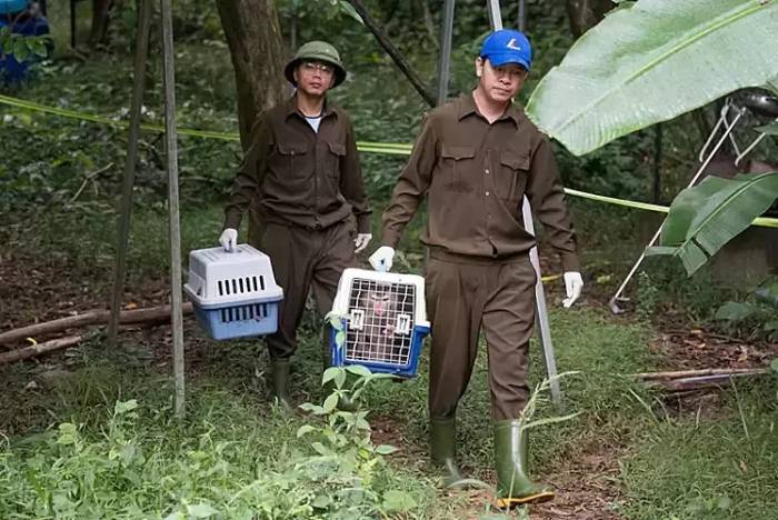 Các cá thể động vật hoang dã được thả về VQG chiều 8/10. Ảnh: Jungle Boss