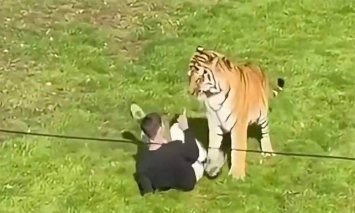 Người đàn ông vào chuồng hổ tại công viên động vật hoang dã Yorkshire, Anh ngày 10/10. Ảnh: CNN