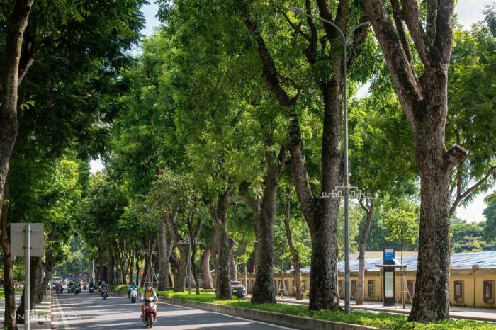 Hàng cây xà cừ trên đường Hoàng Diệu. Ảnh: Thế Bằng