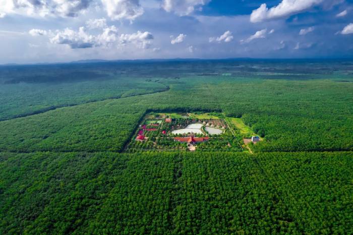 Vườn cây cao su tại Campuhia. Ảnh: VRG