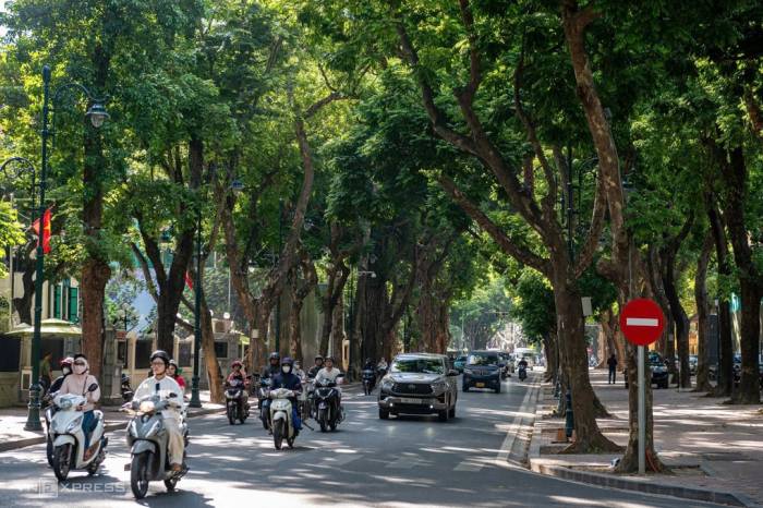 Sấu là loại cây đặc trưng trên phố Phan Đình Phùng. Ảnh: Thế Bằng